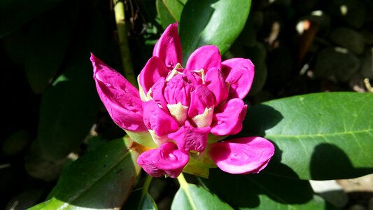 Flower nature bloom