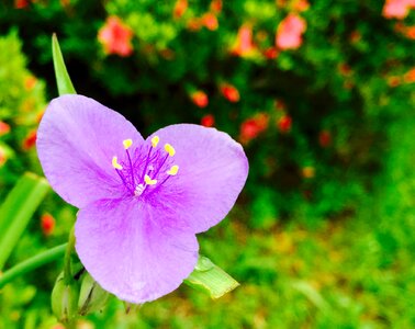 Delicate lilac garden photo