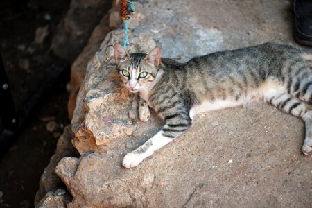 Pet wild cute