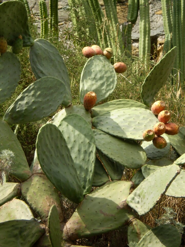 Flowers plant vegetation