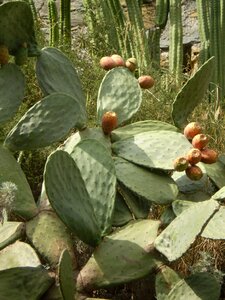 Flowers plant vegetation photo