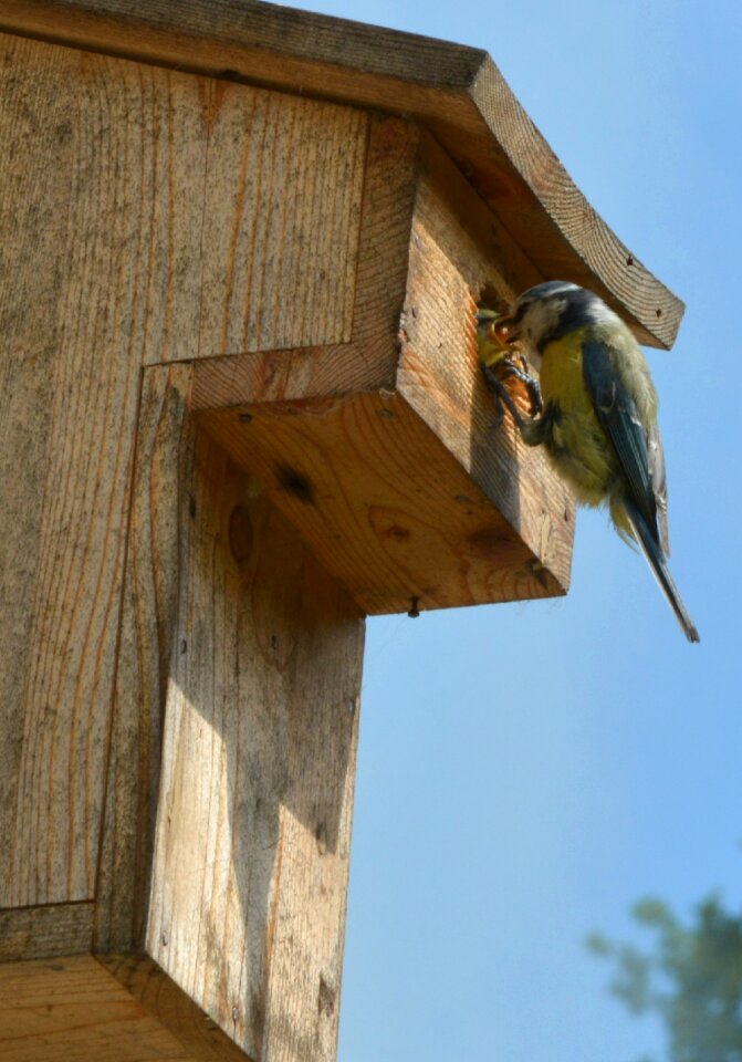 Tits blue tit nature