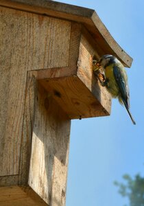 Tits blue tit nature