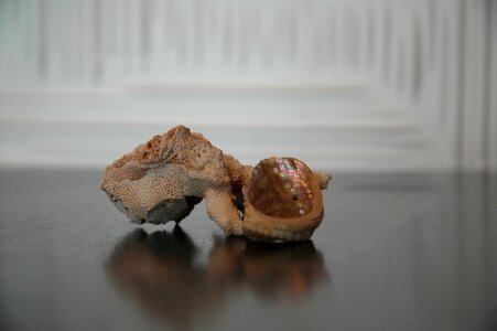 Shellfish beautiful picture