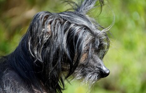 Chinese crested dog chinese chocholáč hairless dog