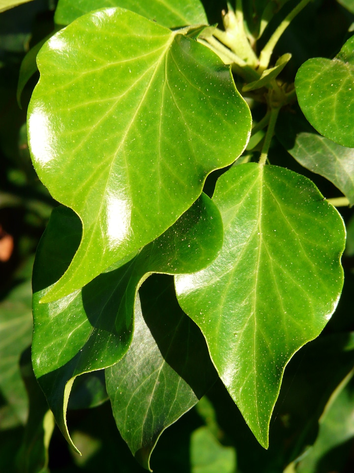 Common ivy hedera helix climber plant