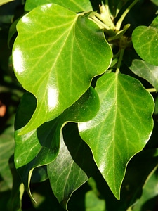 Common ivy hedera helix climber plant