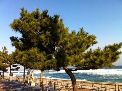 Pine wood sea