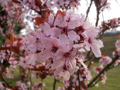 Tree flower spring photo