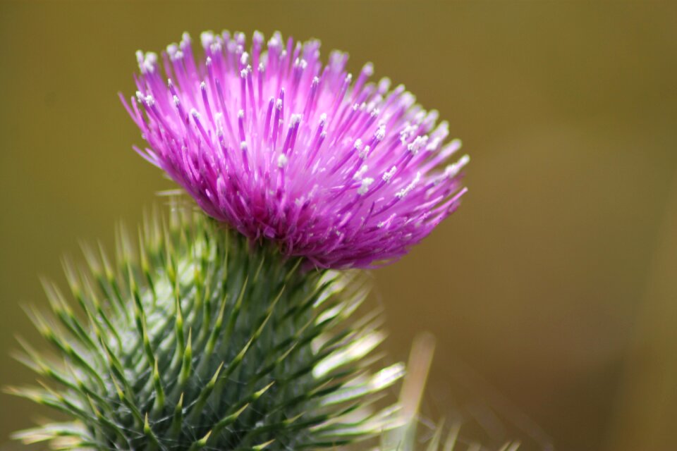 Wild natural sharp