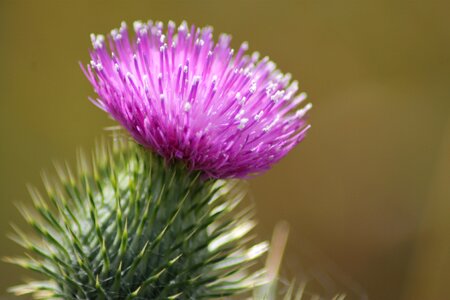Wild natural sharp