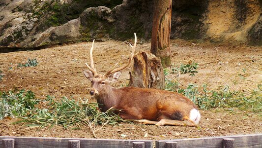 Tokyo japan reindeer photo