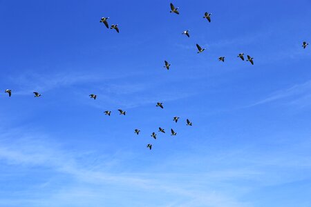 North sea nun geese wild geese photo