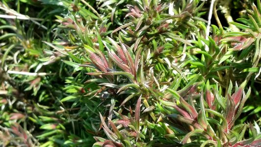 Nature plant forest