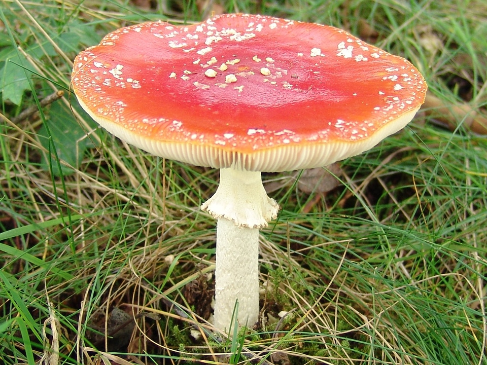 Mushroom nature autumn