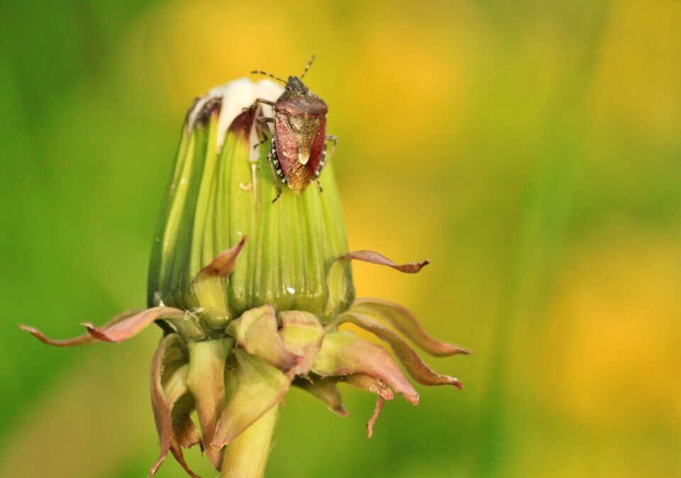 Insect insect macro animal