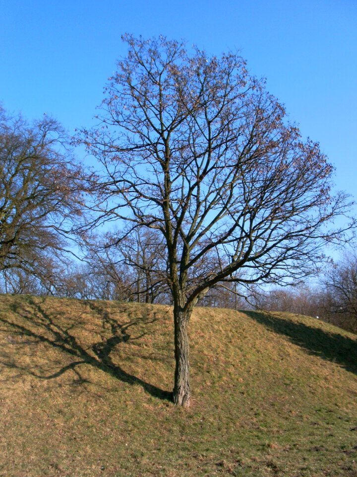 Tree nature field