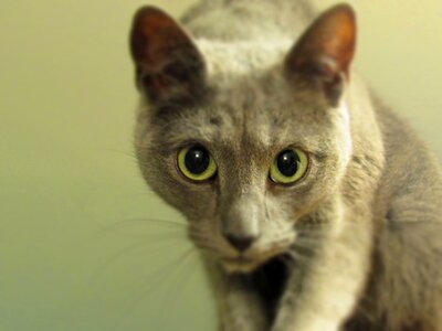 Gray domestic kitten photo