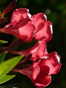 Laurel rose dog gift greenhouse apocynaceae photo