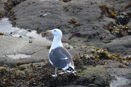 Seagull nature sea ​​bird