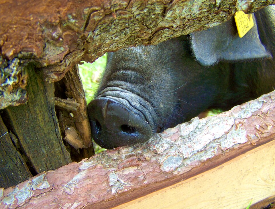 Pig nose pig animal