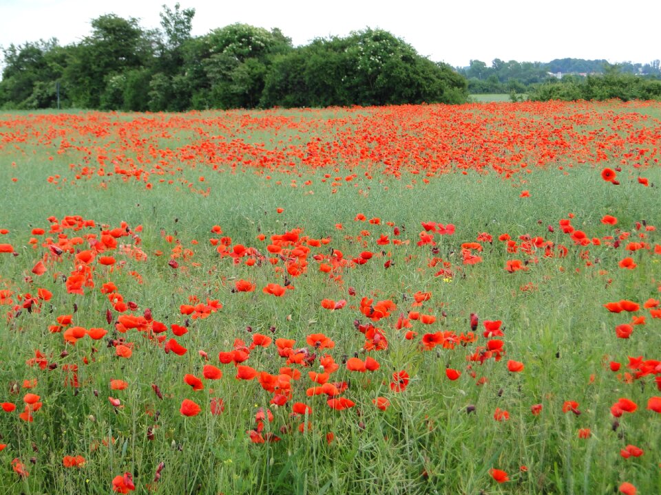 Klatschmohn red red poppy