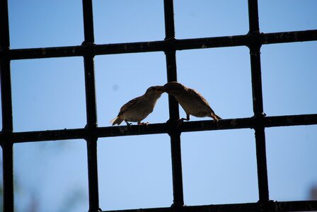 Birds eat couple