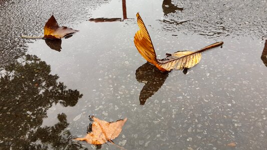 Foliage it's raining mood