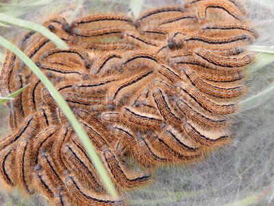 Caterpillars insects nature photo