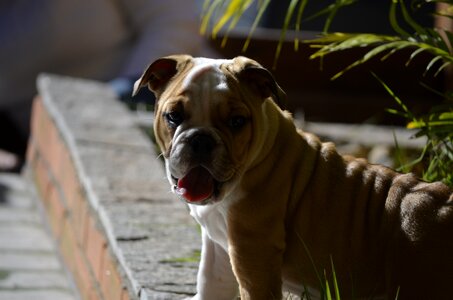 Dog posing model