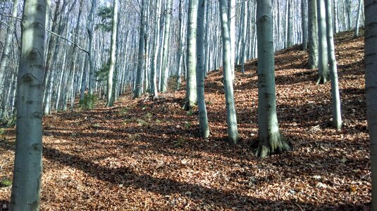 Hiking tree buczyna west pomeranian voivodeship photo