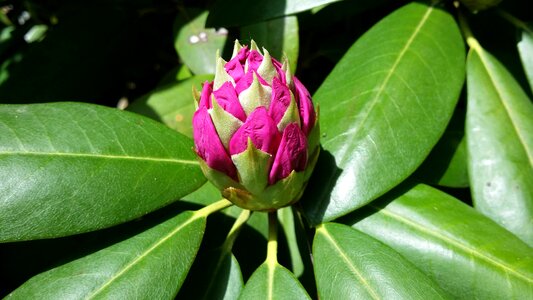 Flower nature bloom