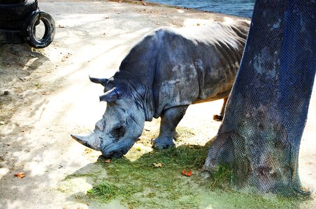 Animal africa safari