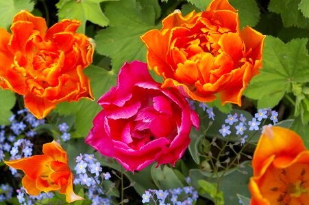 Nature plant blossom