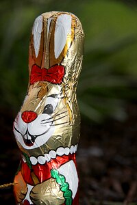 Easter bunny tracy hare photo