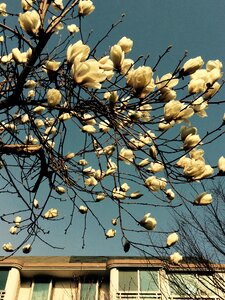 Magnolia flower sky landscape photo