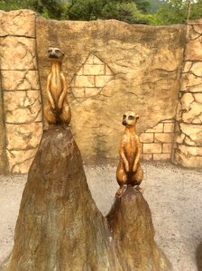 Interesting statue meerkat