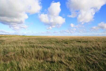 St-peter-ording salt meadow north sea