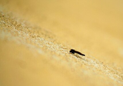 Spring beige macro