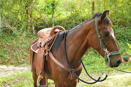 Horse nature prairie