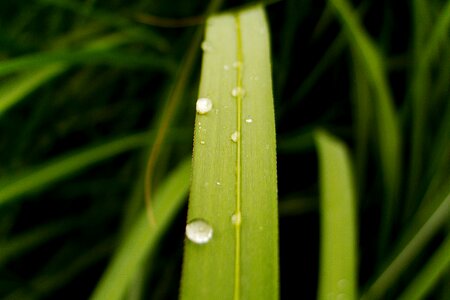 Macro drip rain
