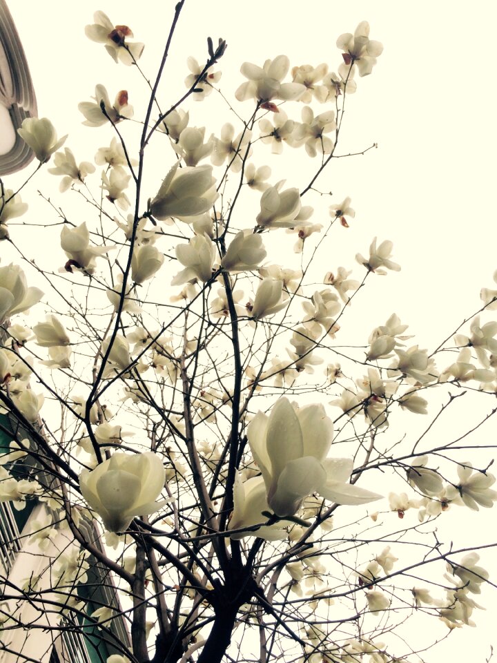 White sky magnolia landscape