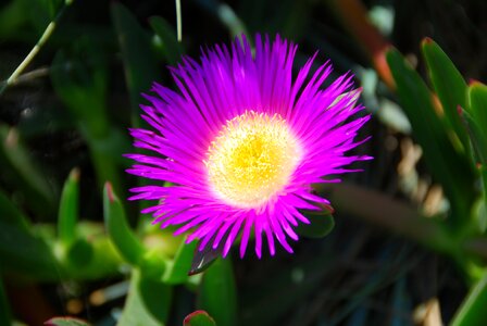 Nature summer petals
