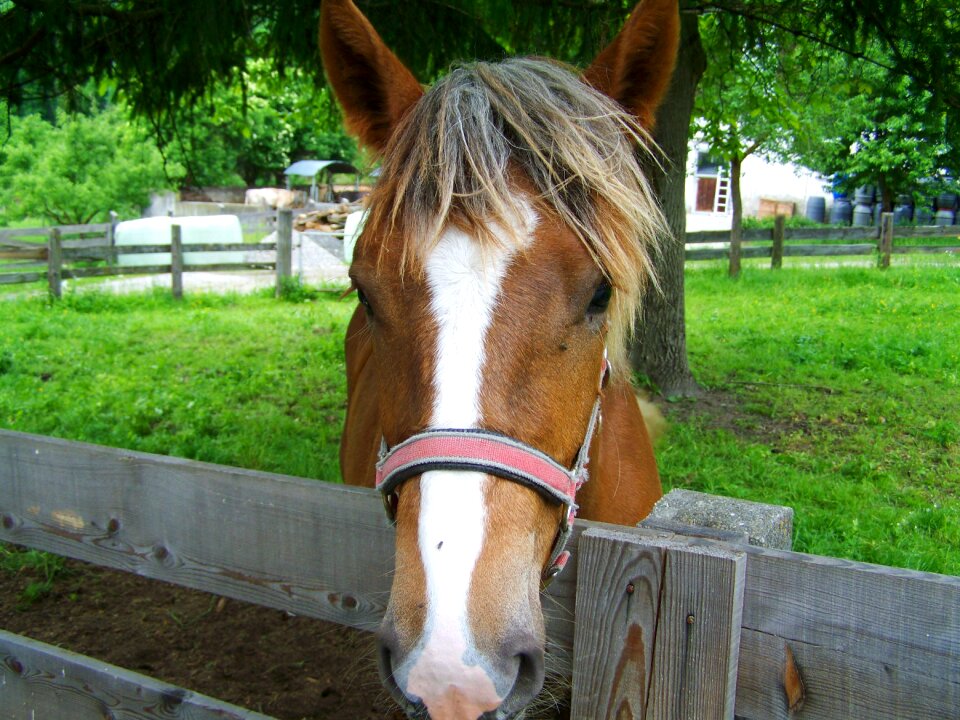 Horsehead brown and white animal