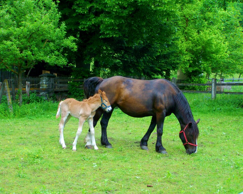 Horses mare and foal animal