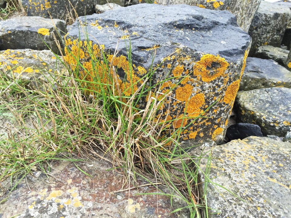Grasses landscape coast