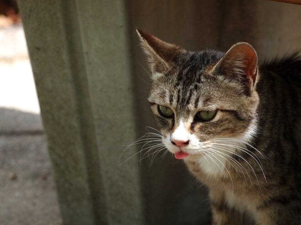 Cat face feline cat head