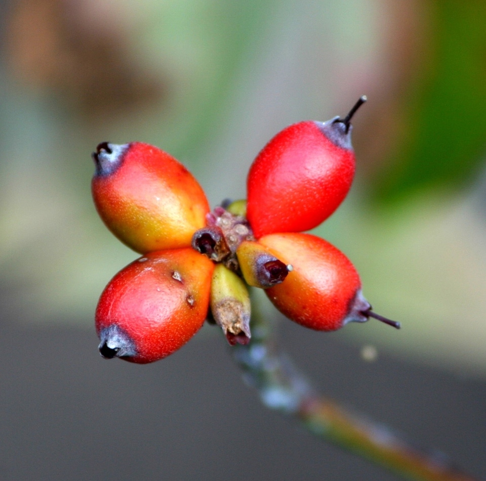 Red seeds autumn berry dog-tree