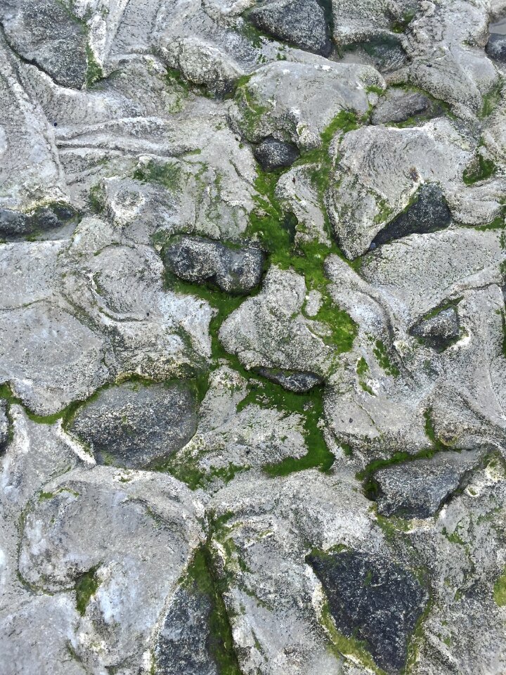 Seaweed sea coast photo