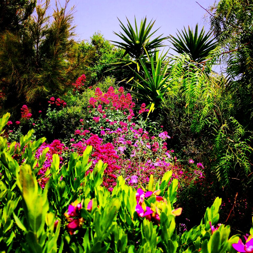 Nature palm trees flowers